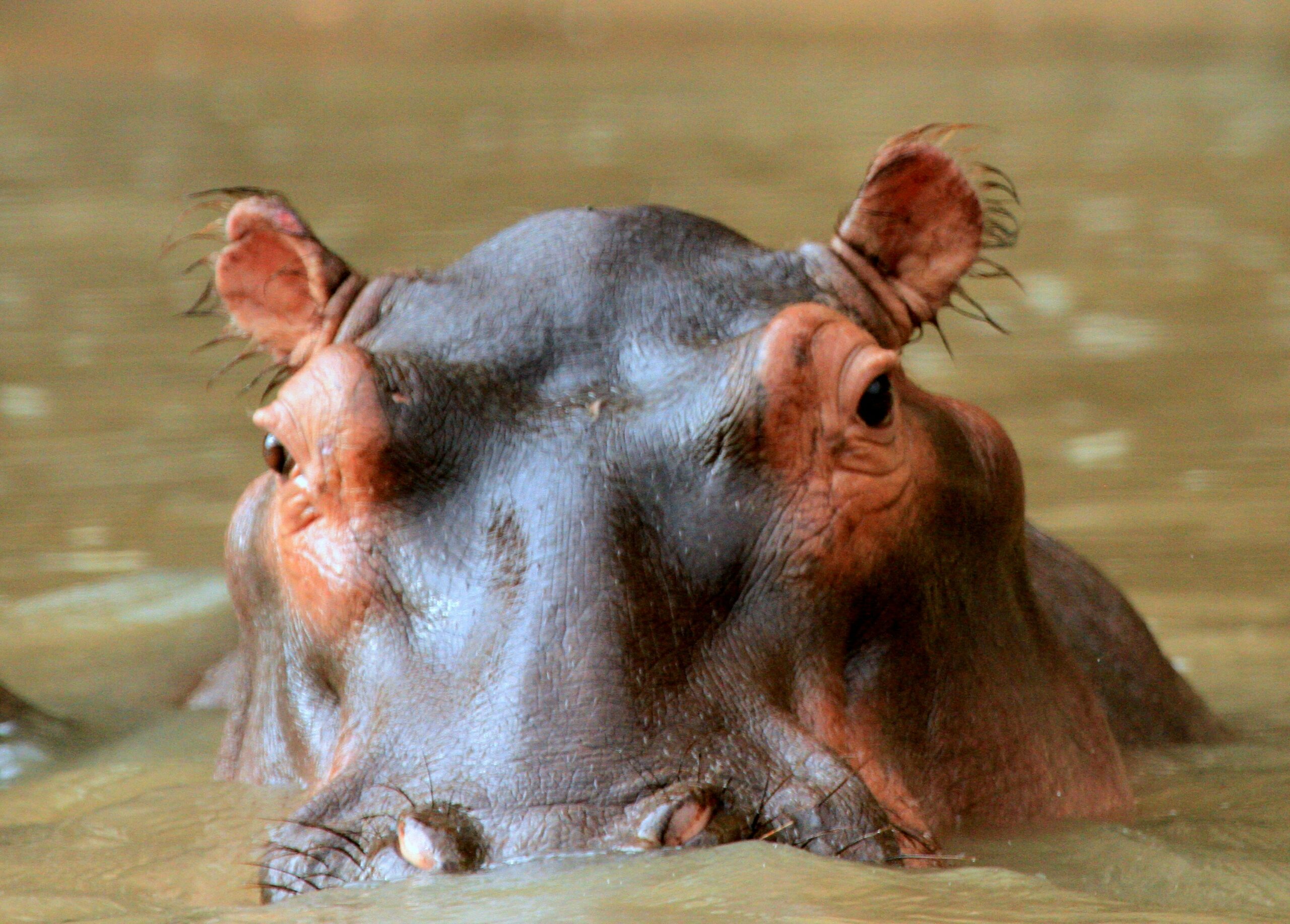 Hippo Watching Boat Safaris