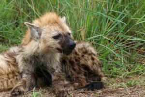 Spotted Hyena Uganda