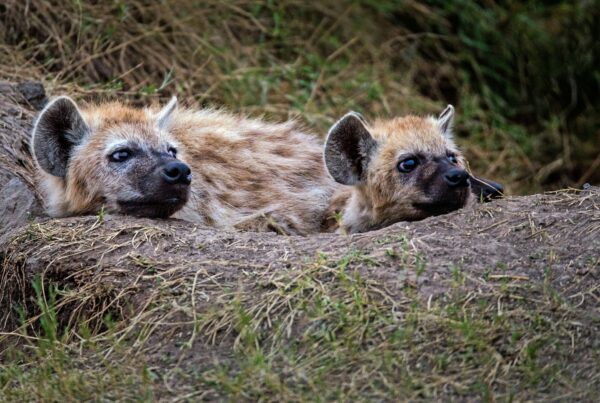 Spotted Hyena Uganda