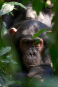 Uganda National Parks