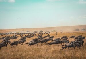 uganda vs kenya safari comparison