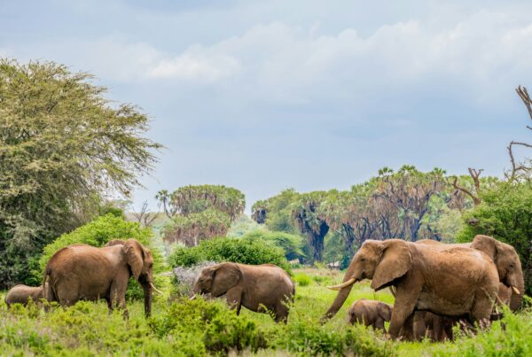 uganda vs kenya safari comparison
