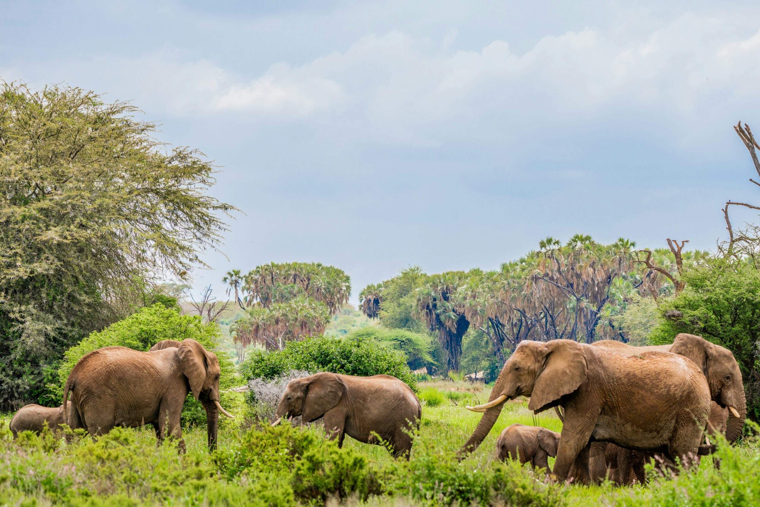 uganda vs kenya safari comparison