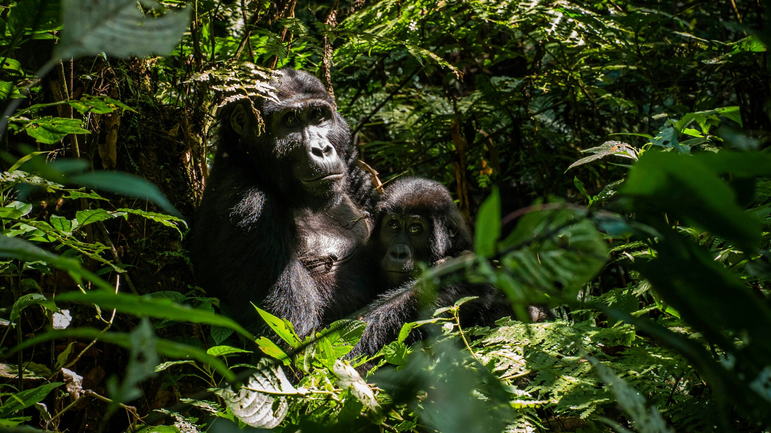 Gorilla Trekking Murchison Safari