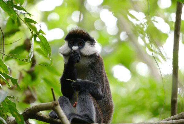 Kibale National Park