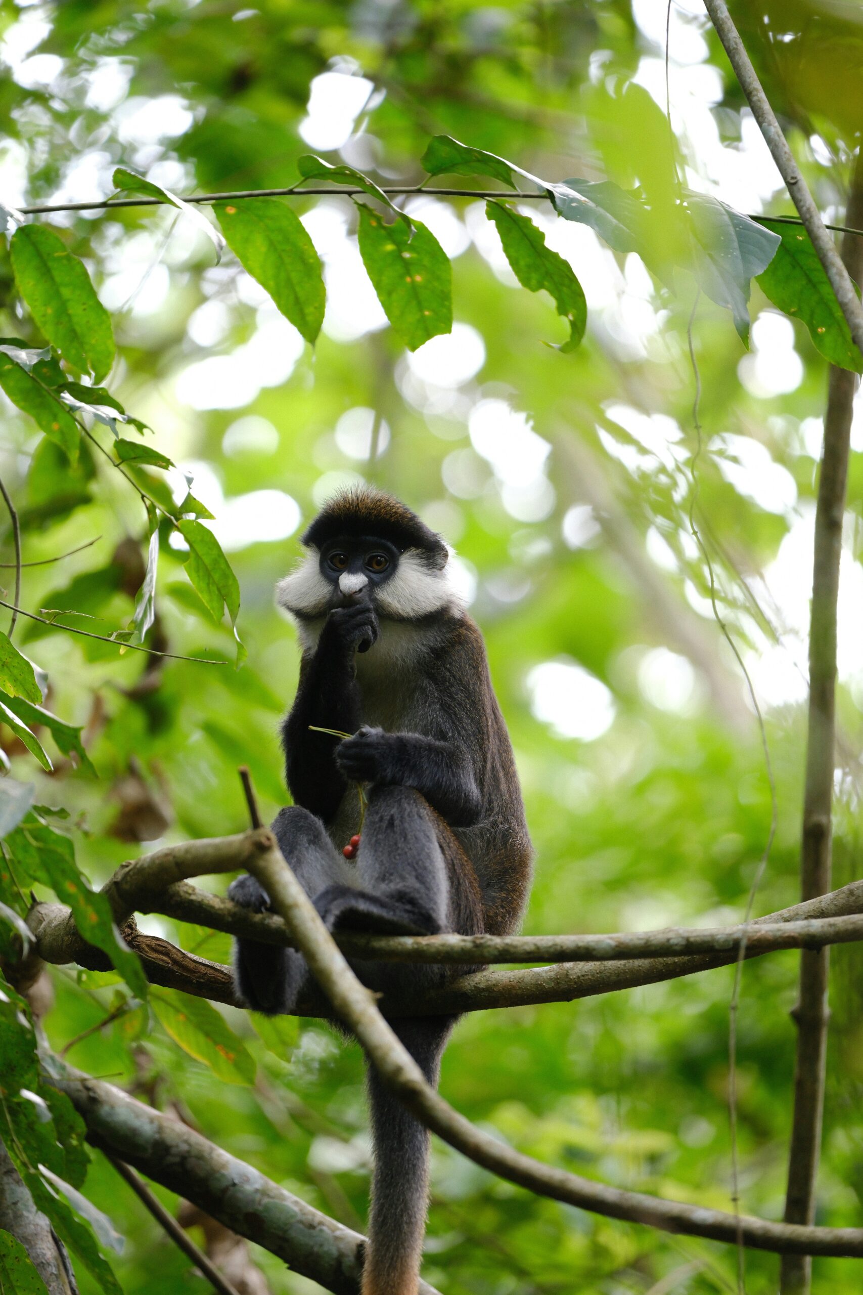 Kibale National Park