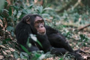 Kibale National Park