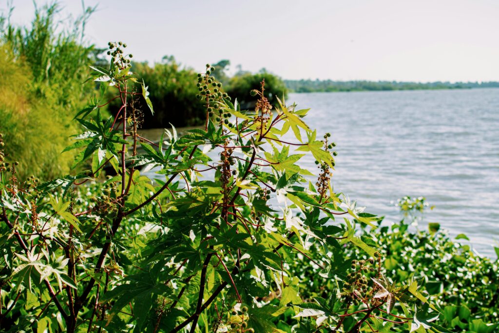 Lake Victoria Uganda