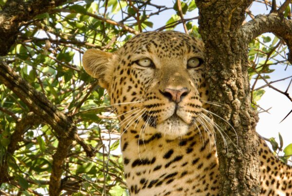leopards Murchison Falls