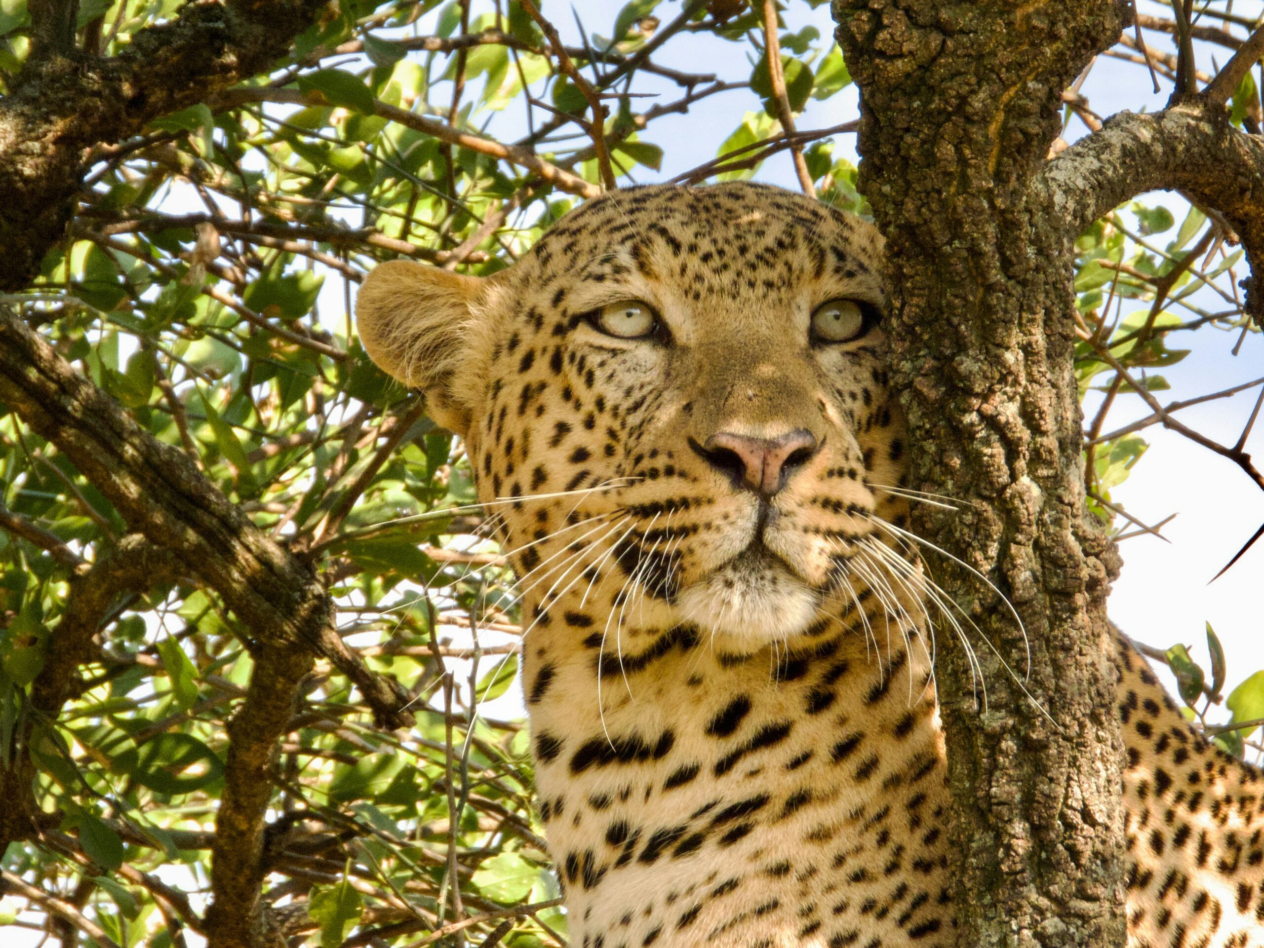 leopards Murchison Falls