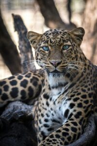 Animals that attack safari