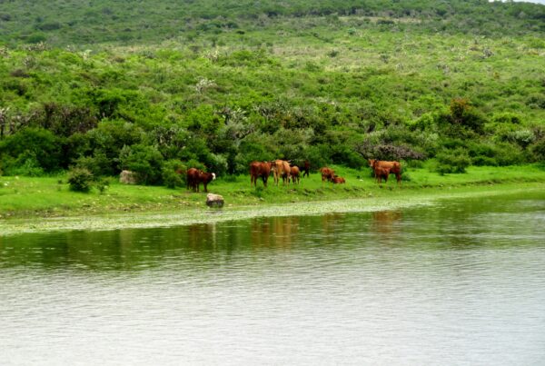 Lake Mburo Safari