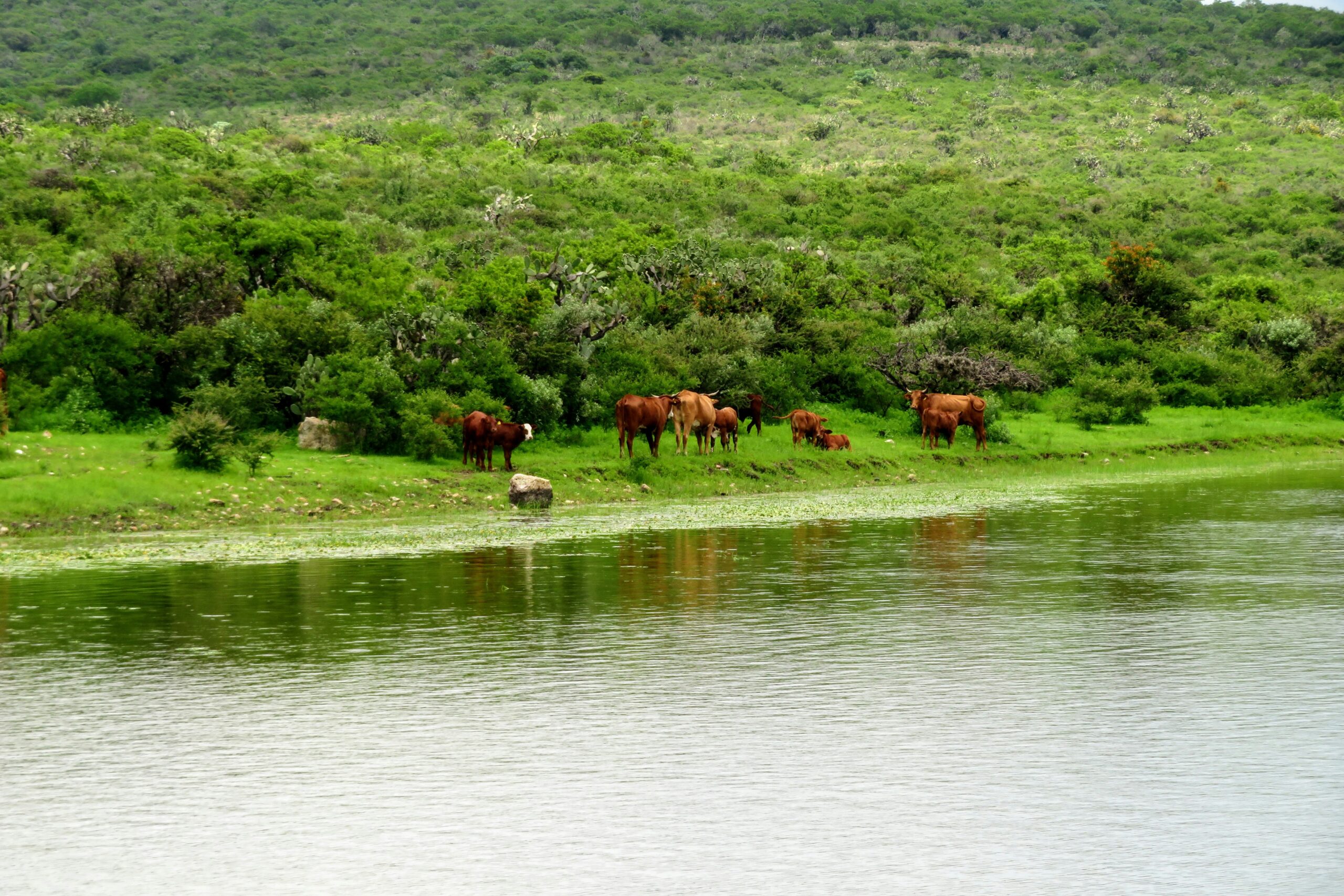 Lake Mburo Safari