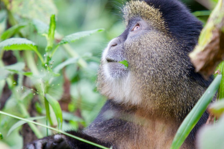 Mgahinga gorilla national park