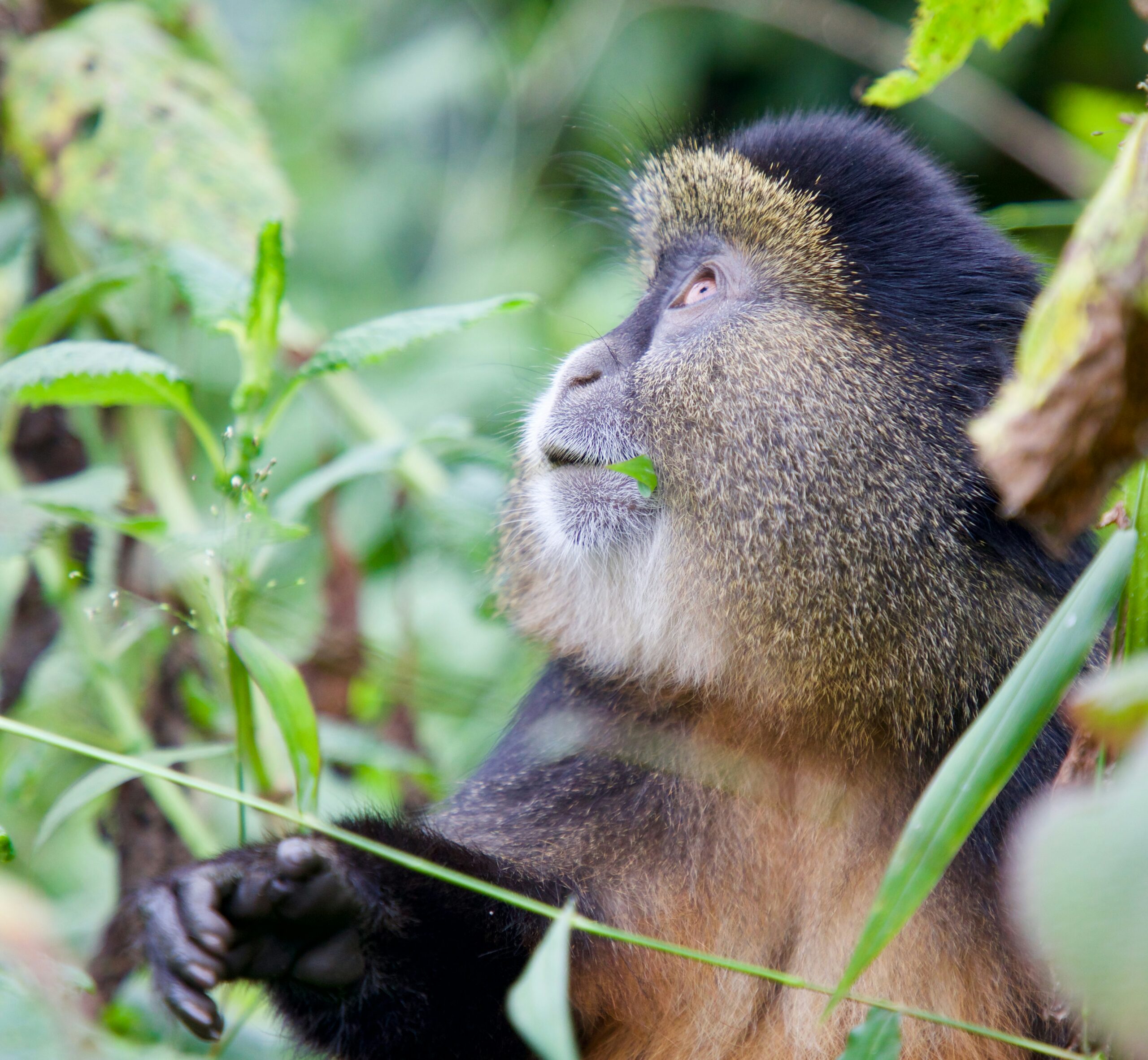 Mgahinga gorilla national park