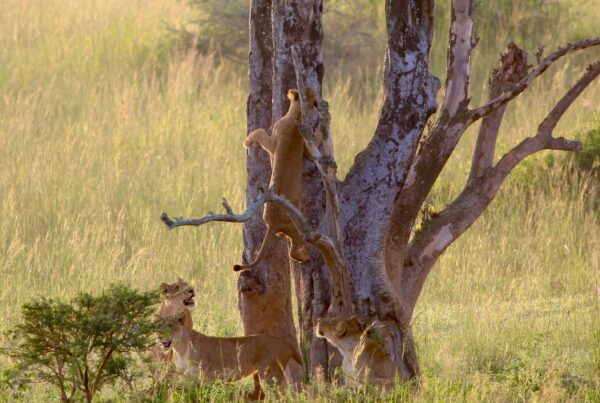December Safari Murchison