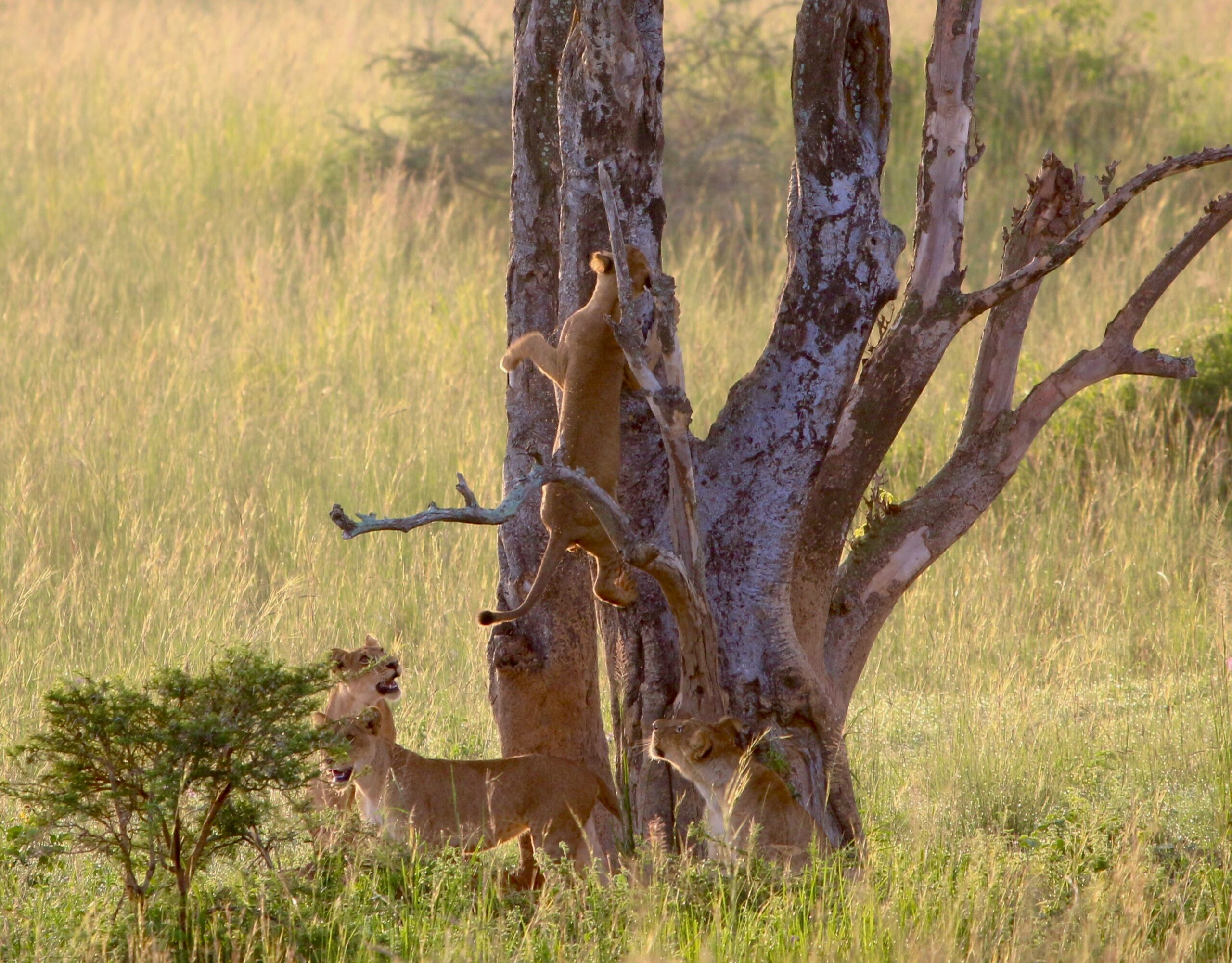 December Safari Murchison