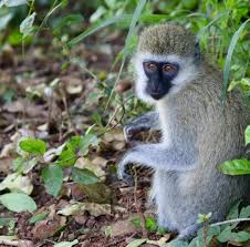 Vervet Monkeys | Murchison falls park safari