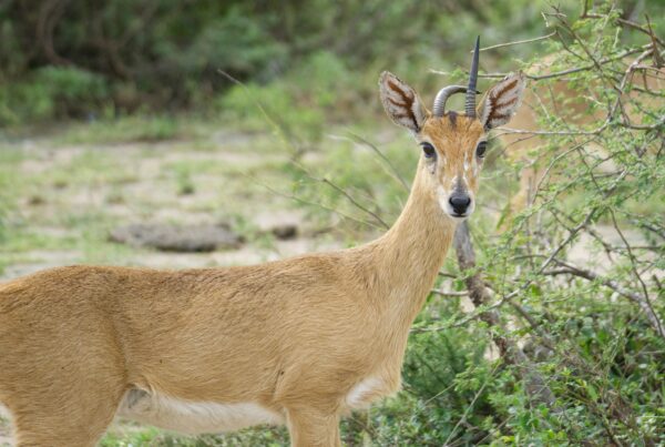 January Safari Murchison
