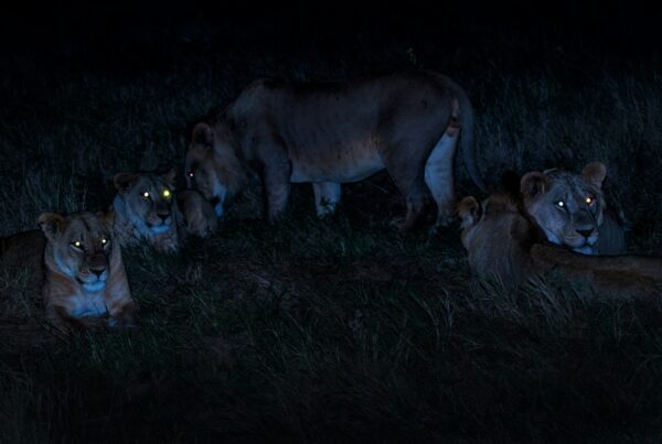 Night Safari Animals