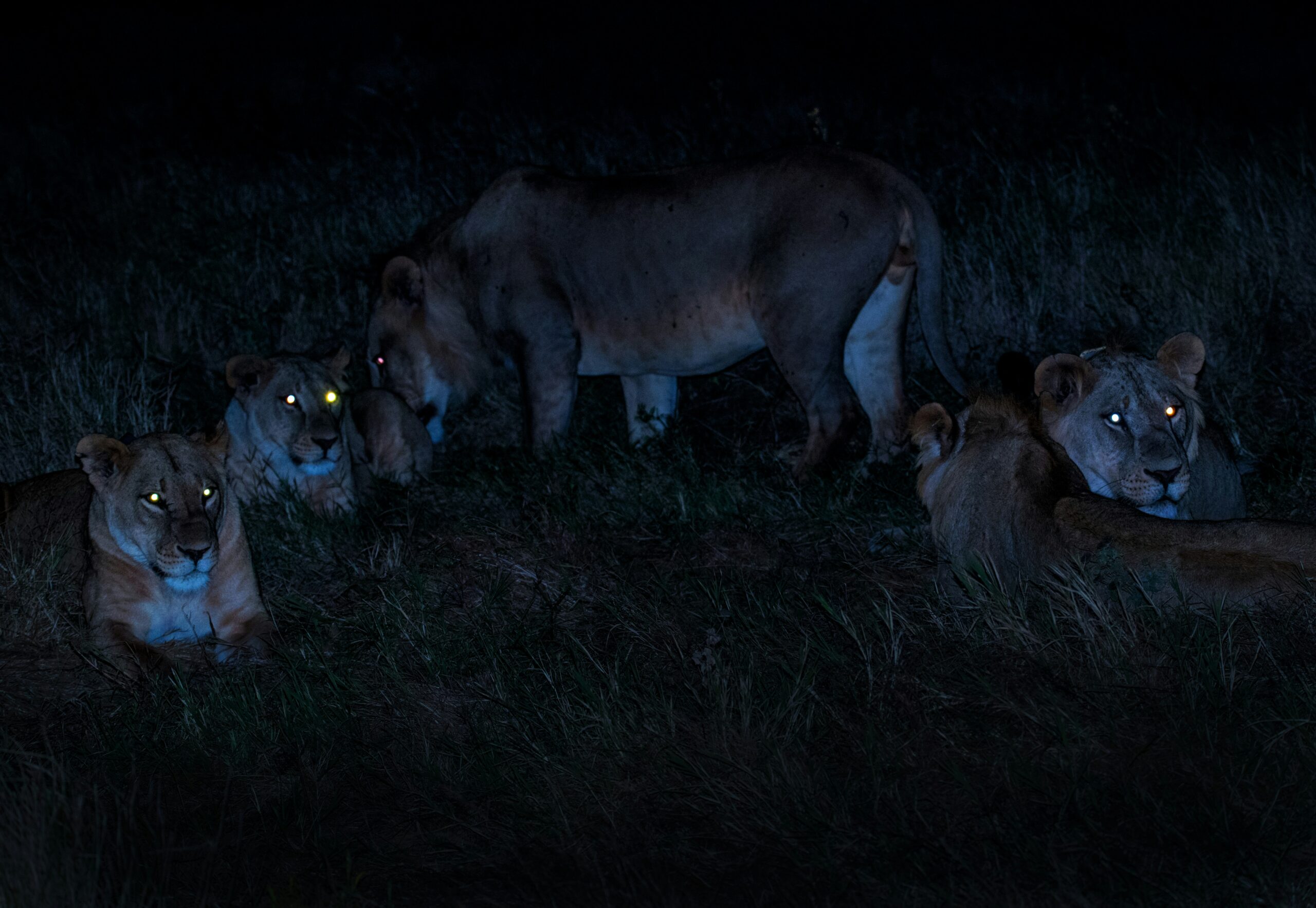 Night Safari Animals