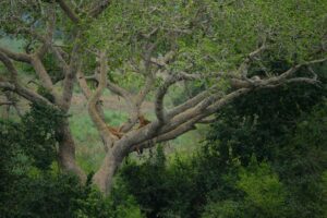 Uganda National Parks