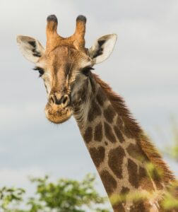 Rothschild Giraffe Uganda