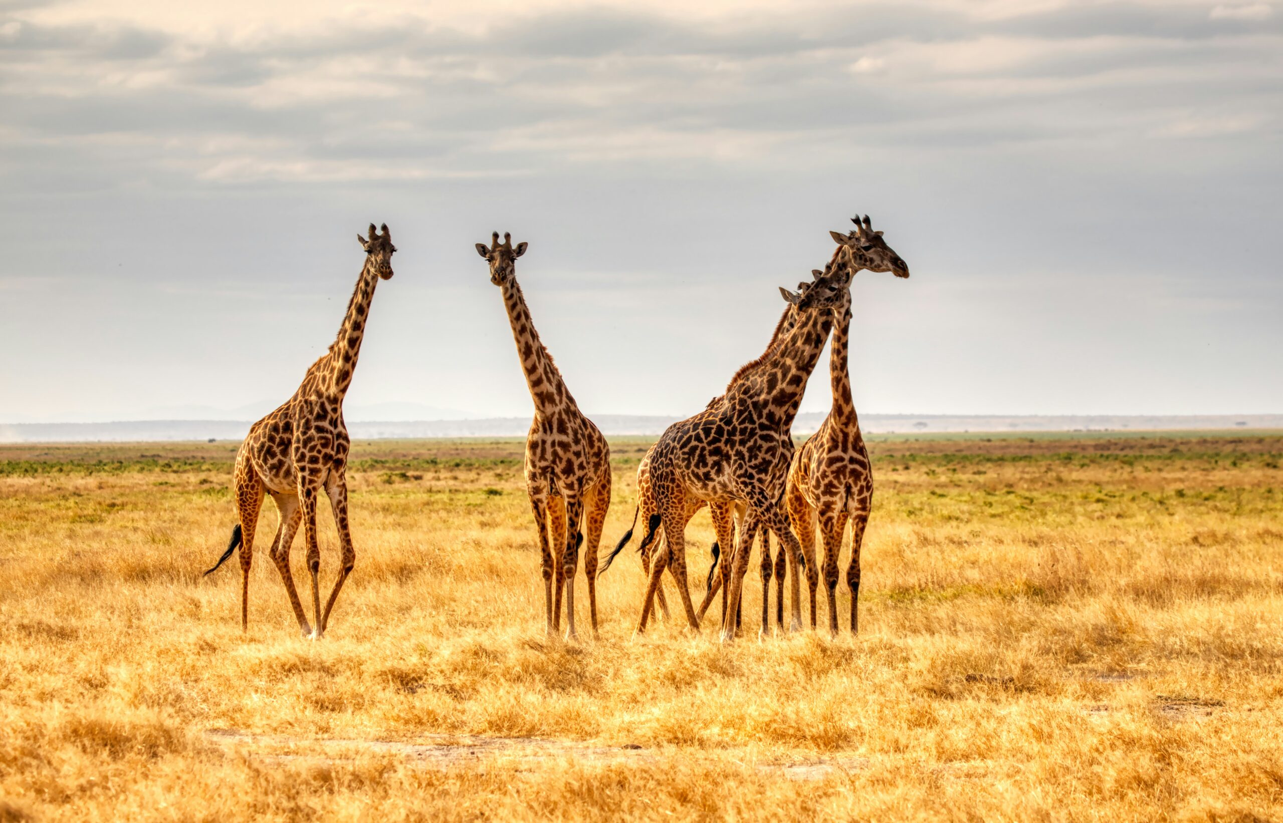Rothschild Giraffe Uganda