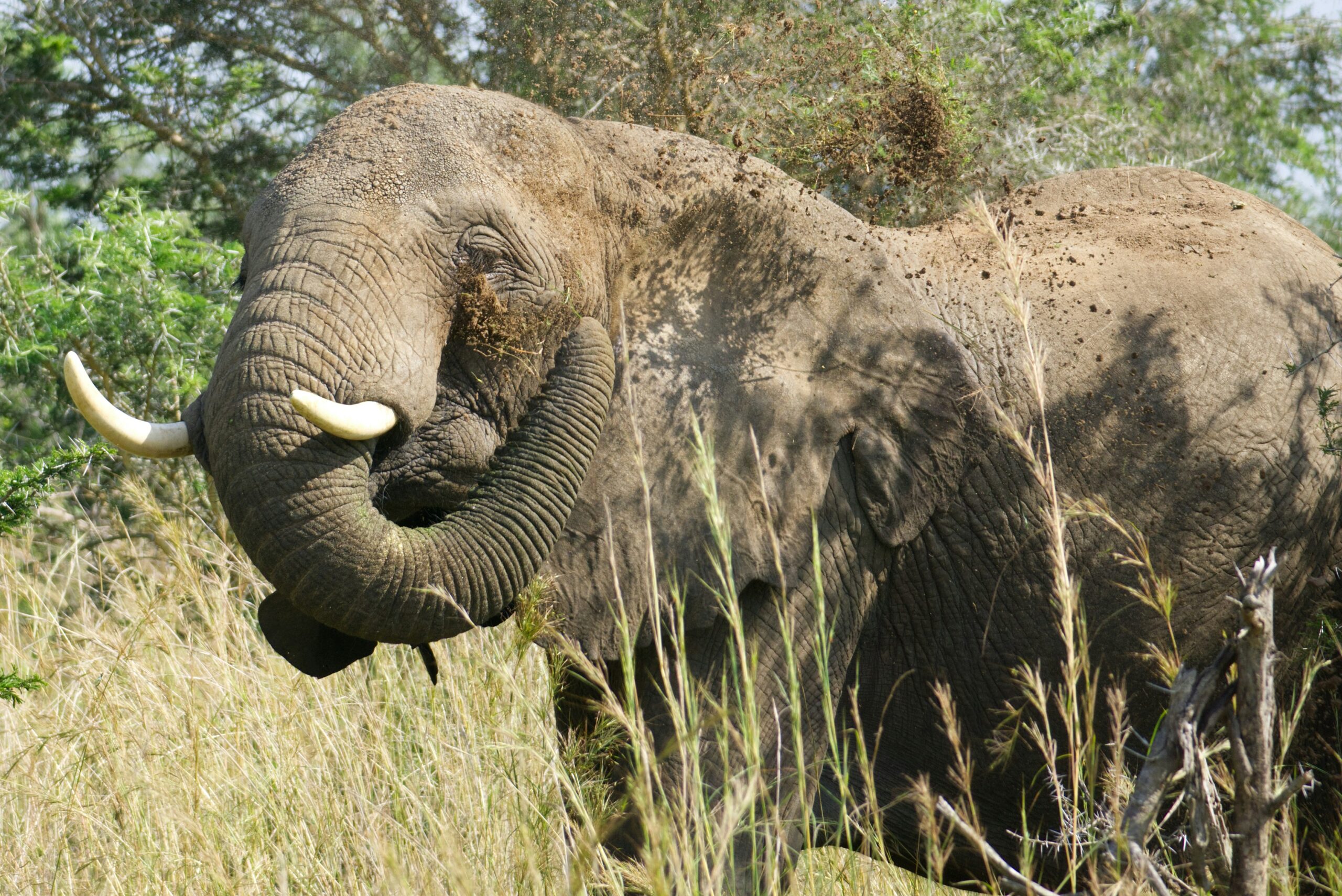 June Safari Murchison