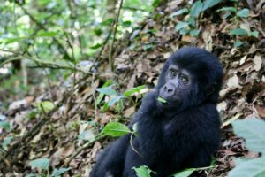 chimpanzee tracking permits Uganda cost and booking