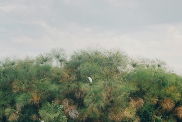 Murchison Falls sound