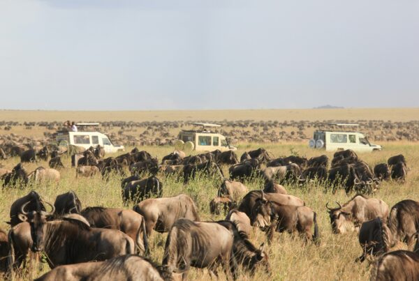 uganda vs tanzania safari 2026