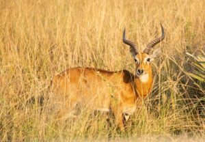 best time to go on safari uganda 2026