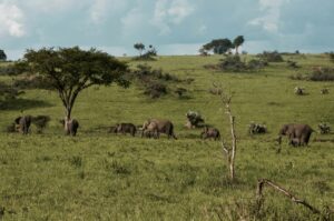 complete uganda safari planning guide 2026