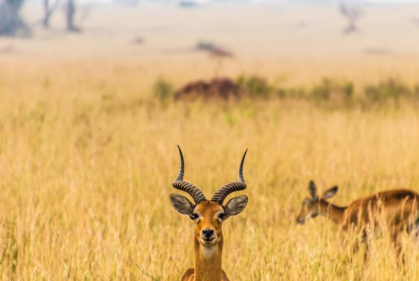 complete uganda safari planning guide 2026