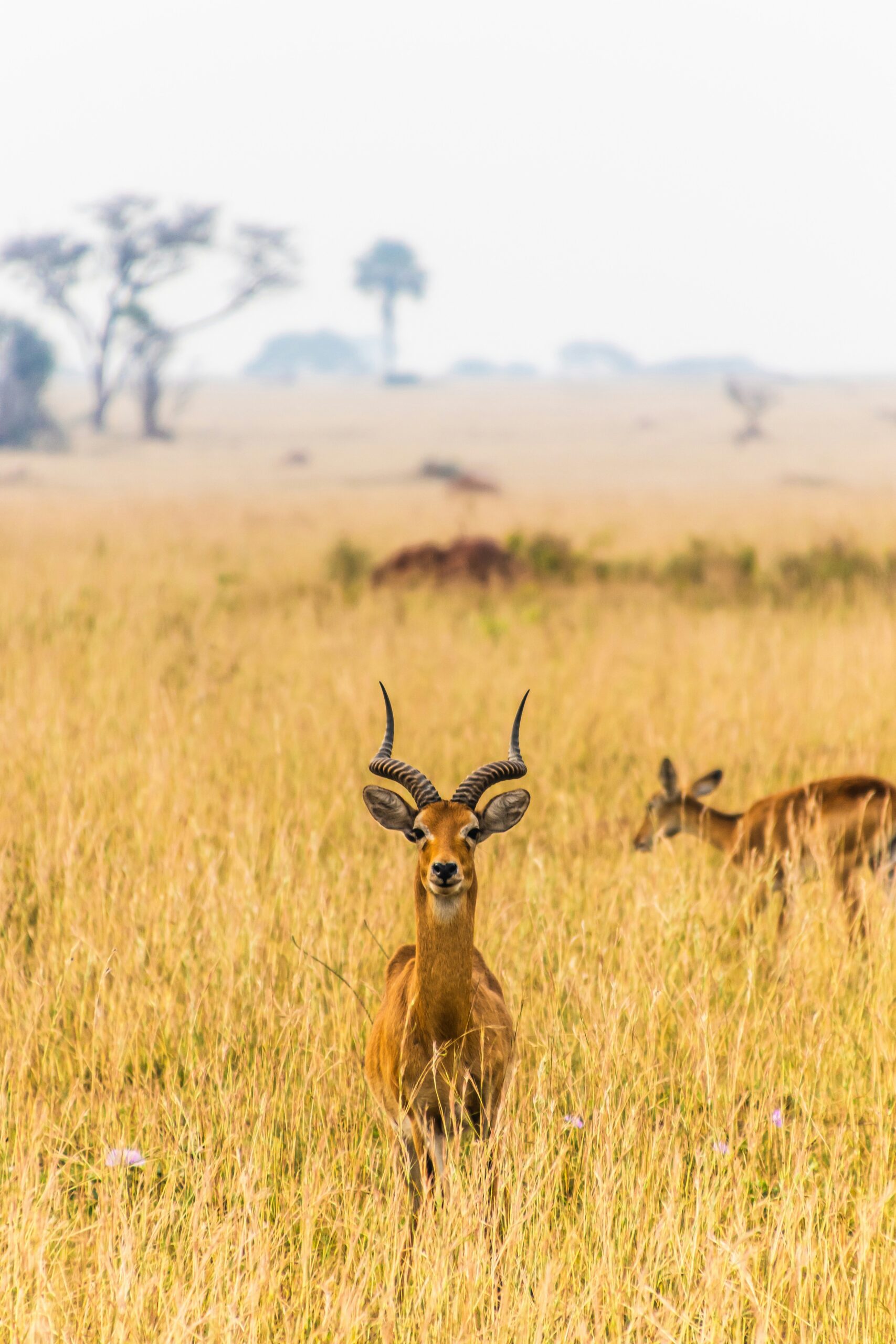 complete uganda safari planning guide 2026