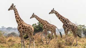 complete uganda safari planning guide 2026