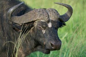 African Buffalo Dangers