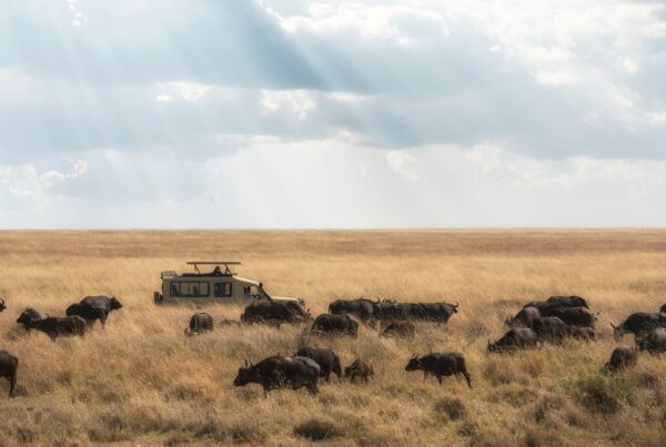 Veteran Safari Uganda