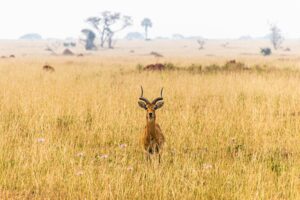Uganda Kob