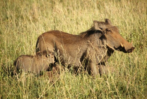 Warthog Facts