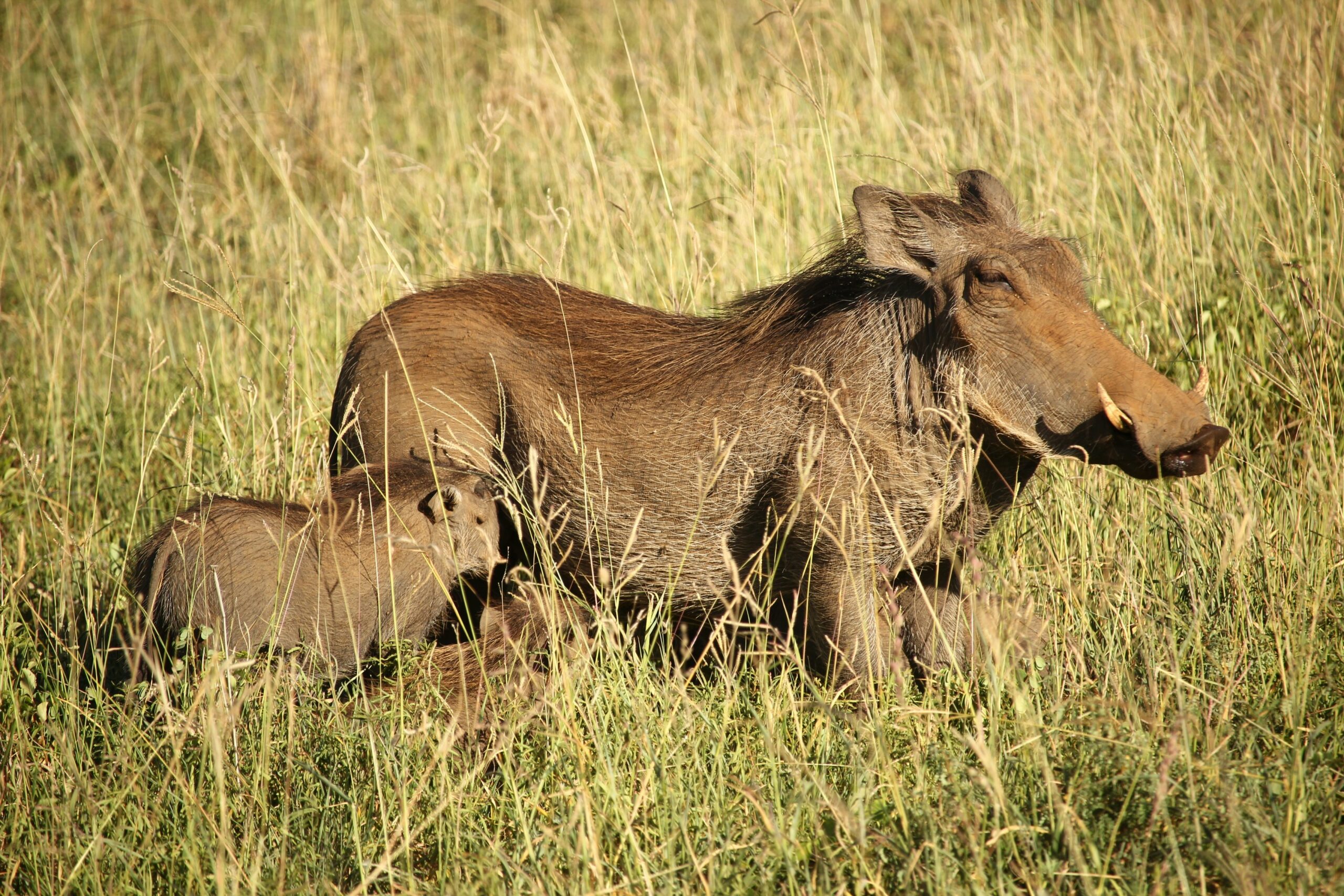 Warthog Facts