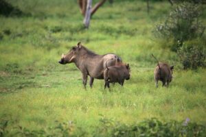 Warthog Facts