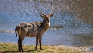 Waterbuck | Murchison falls park safari