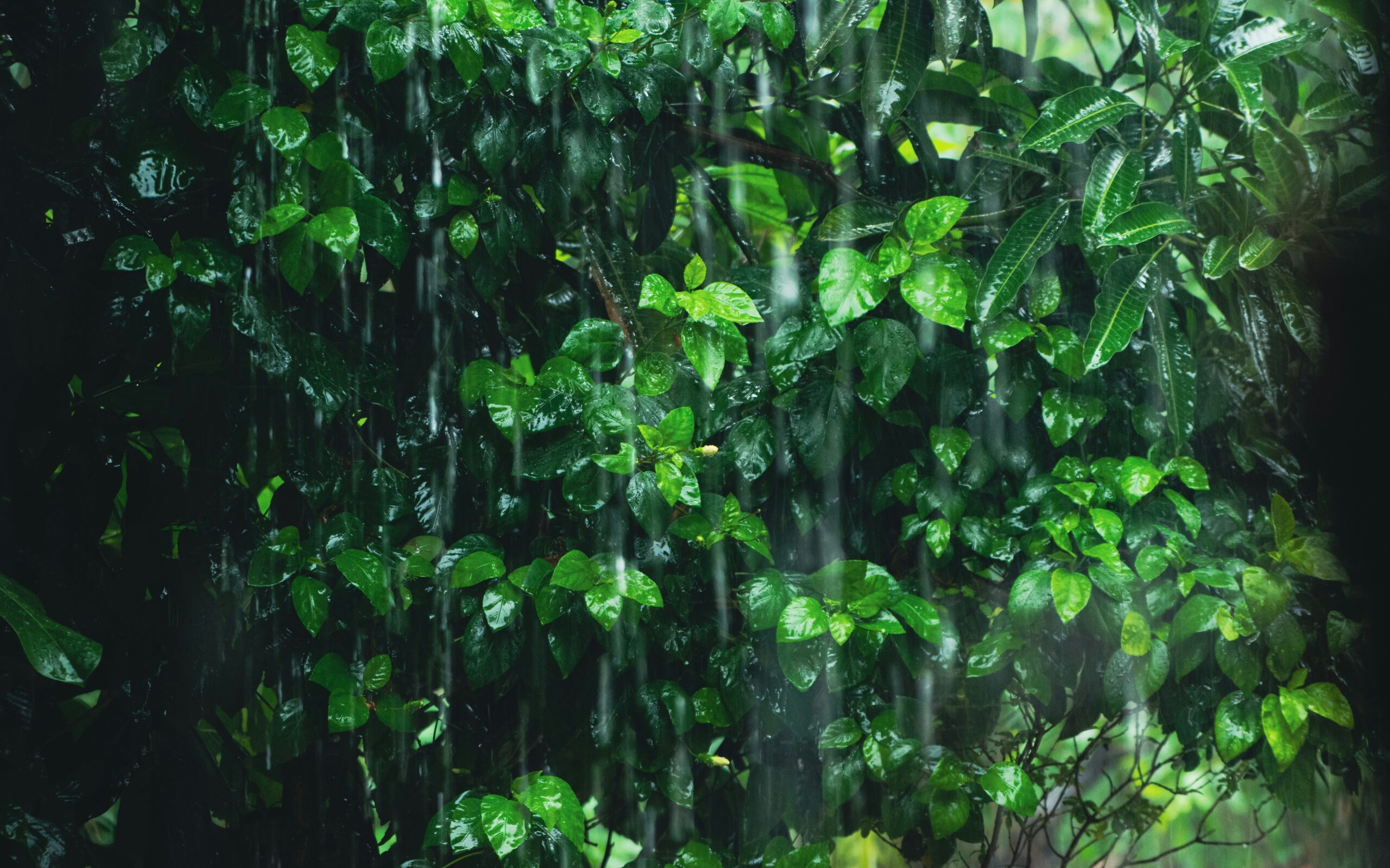 murchison falls wet season guide