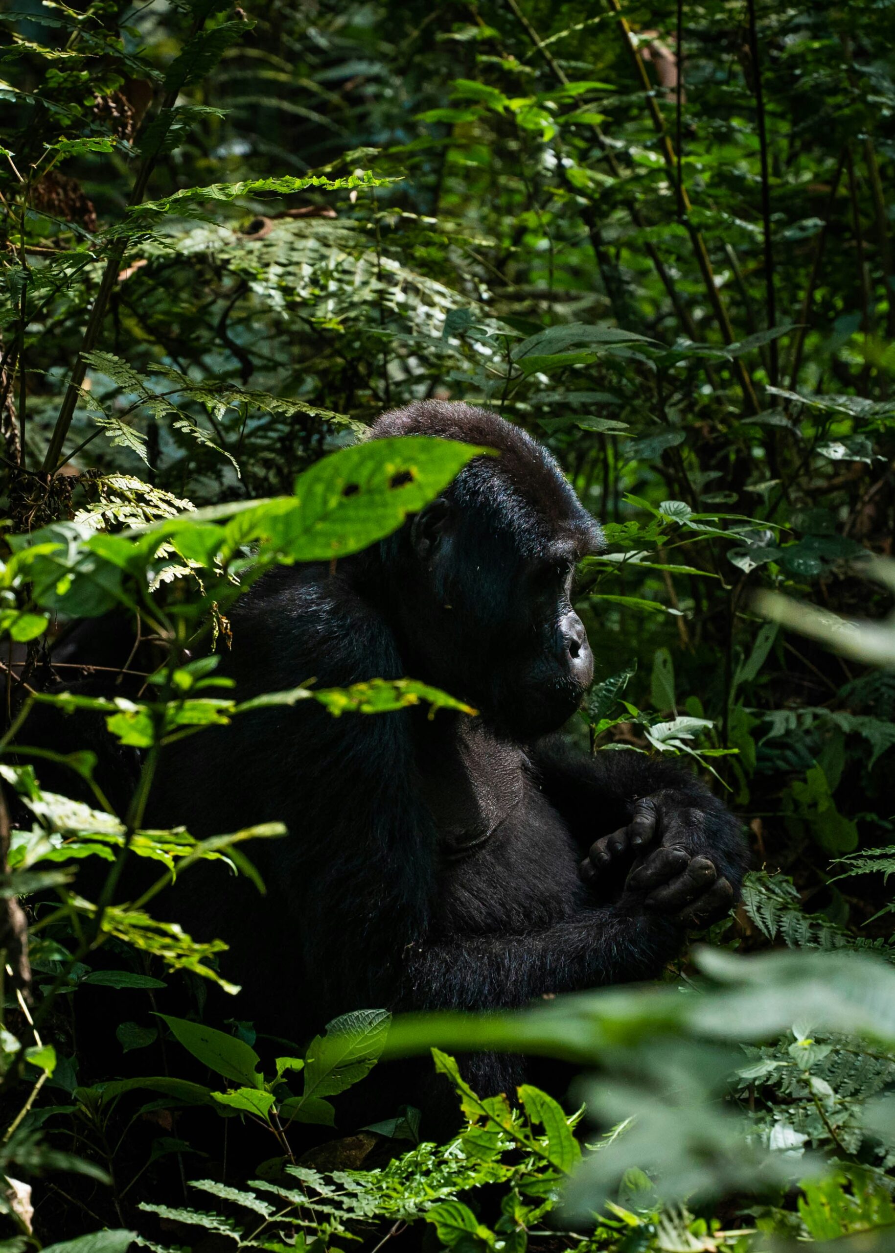 Mountain Gorillas Uganda