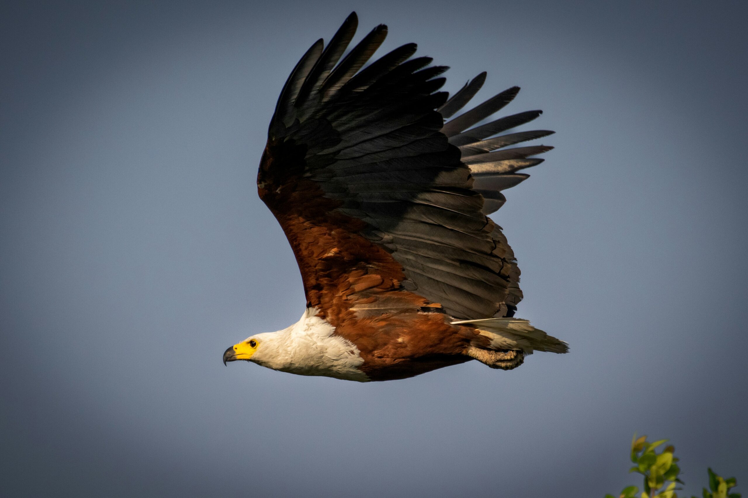 African Fish Eagle