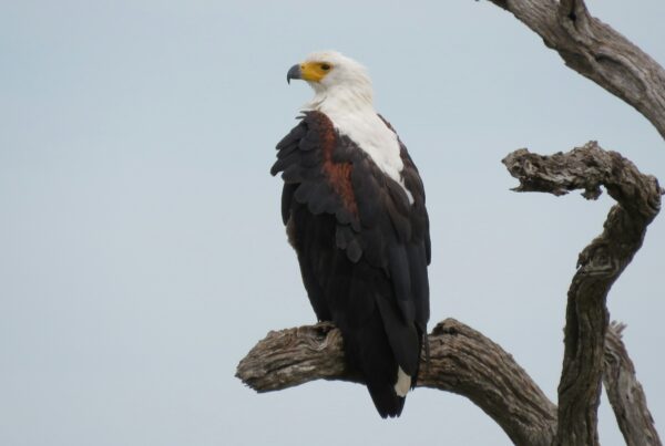 Uganda Birding