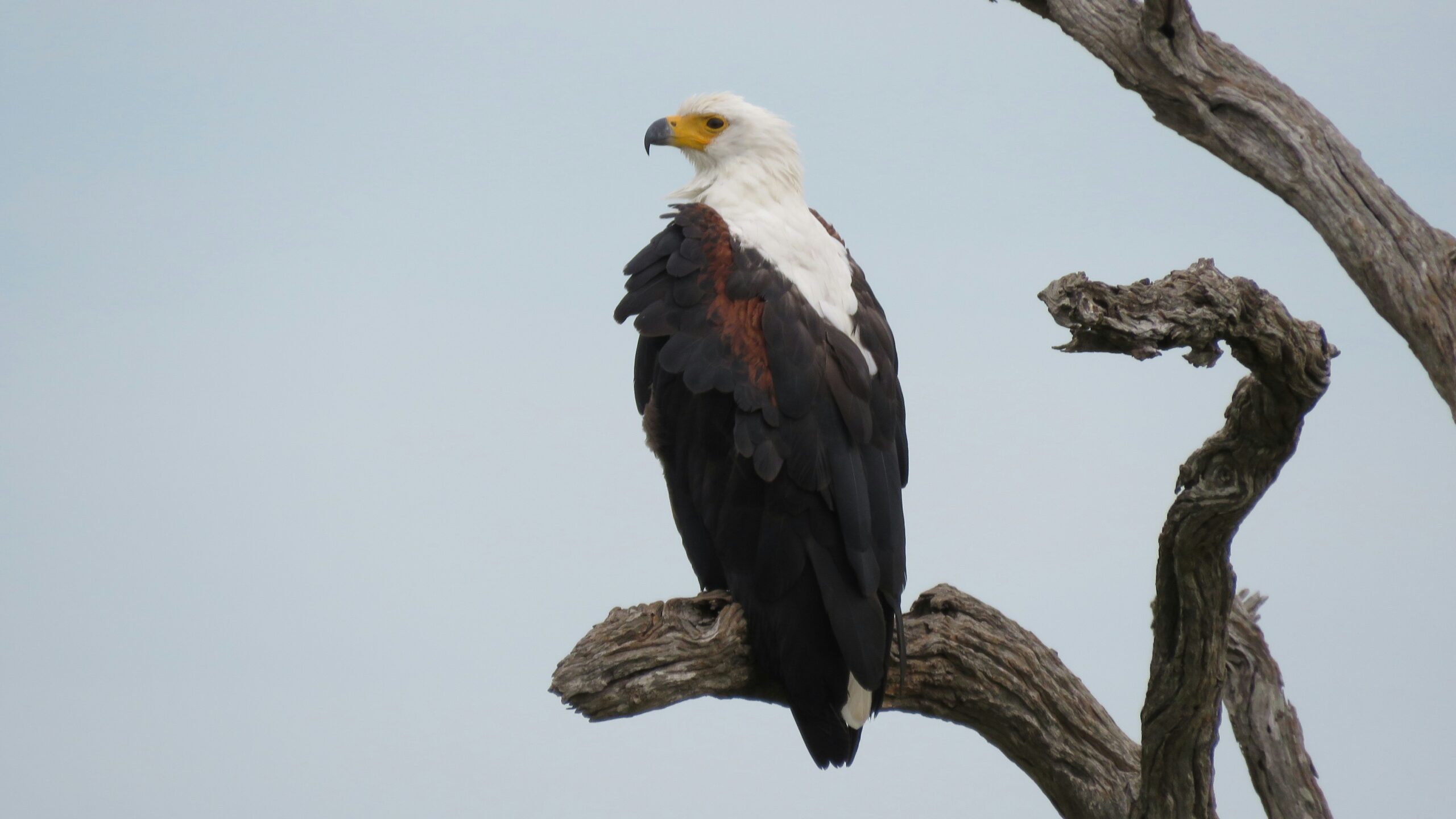 Uganda Birding