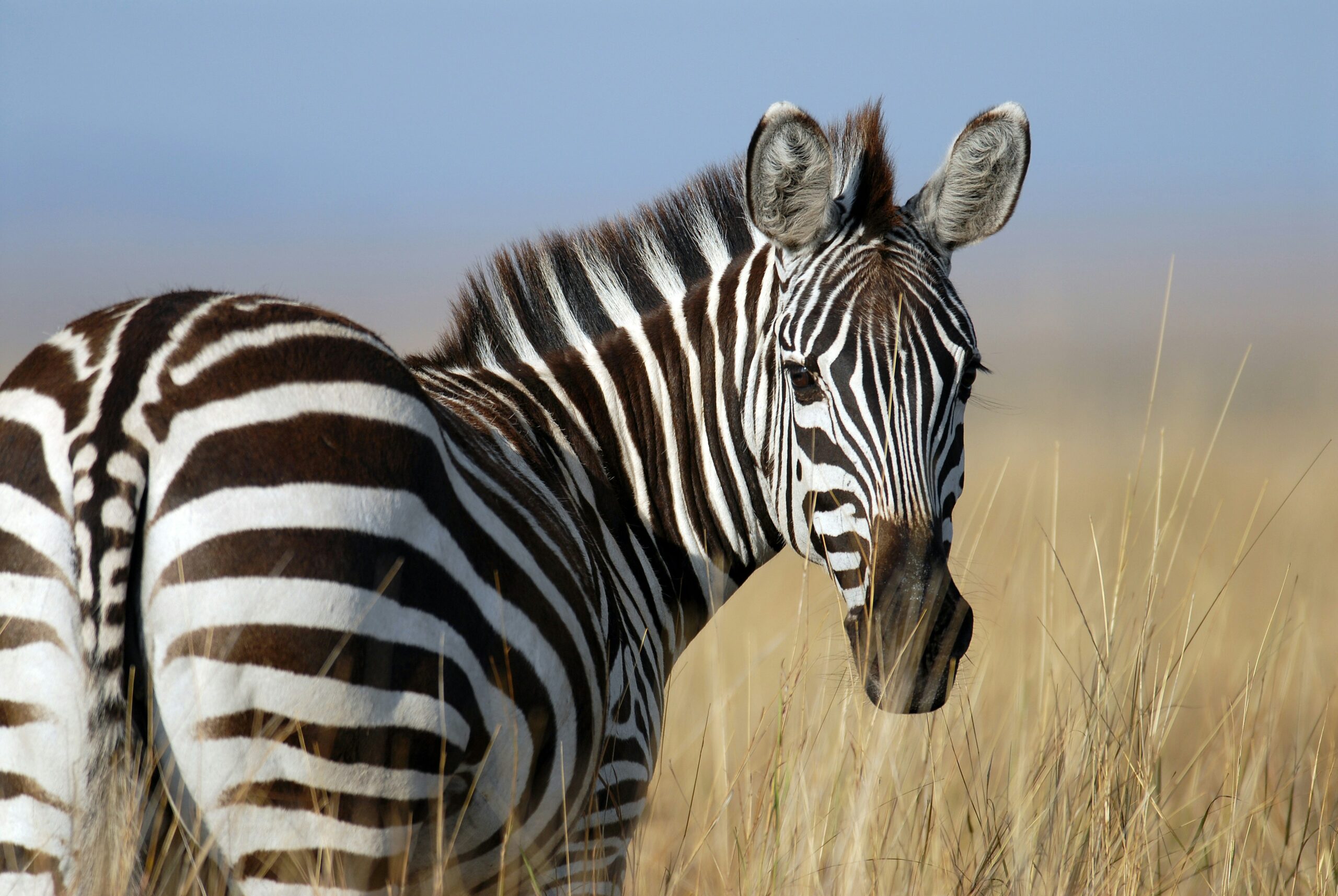 Zebra Migration Uganda